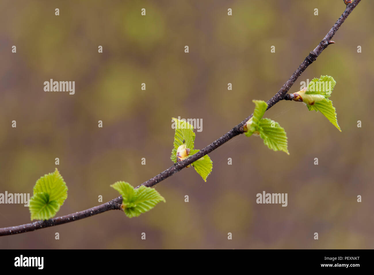 Bianco (betulla Betula papyrifera) emergenti foglie lungo un ramoscello, maggiore Sudbury, Ontario, Canada Foto Stock