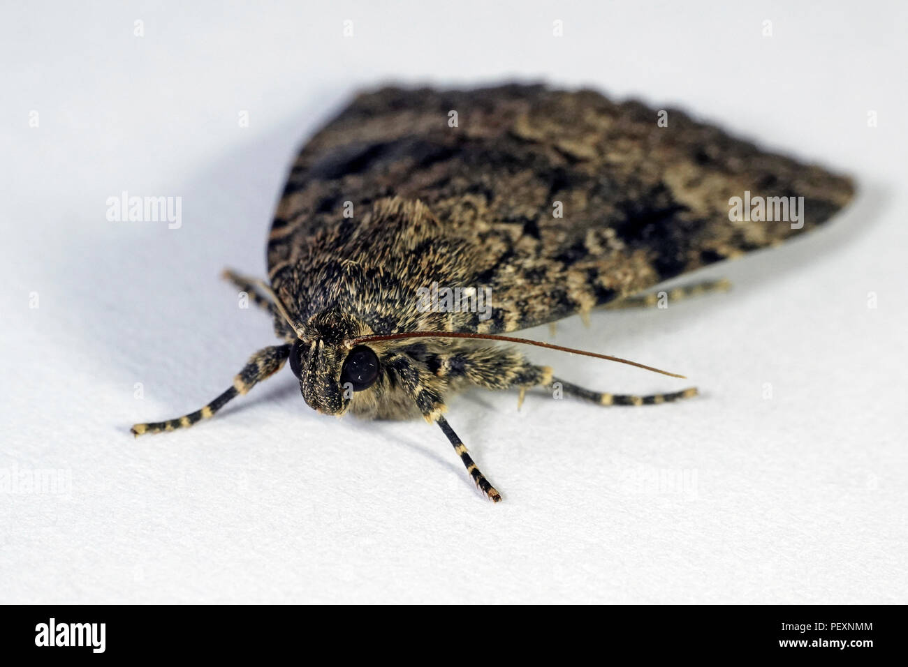 Foto macro di Svensson in rame della falena underwing Foto Stock