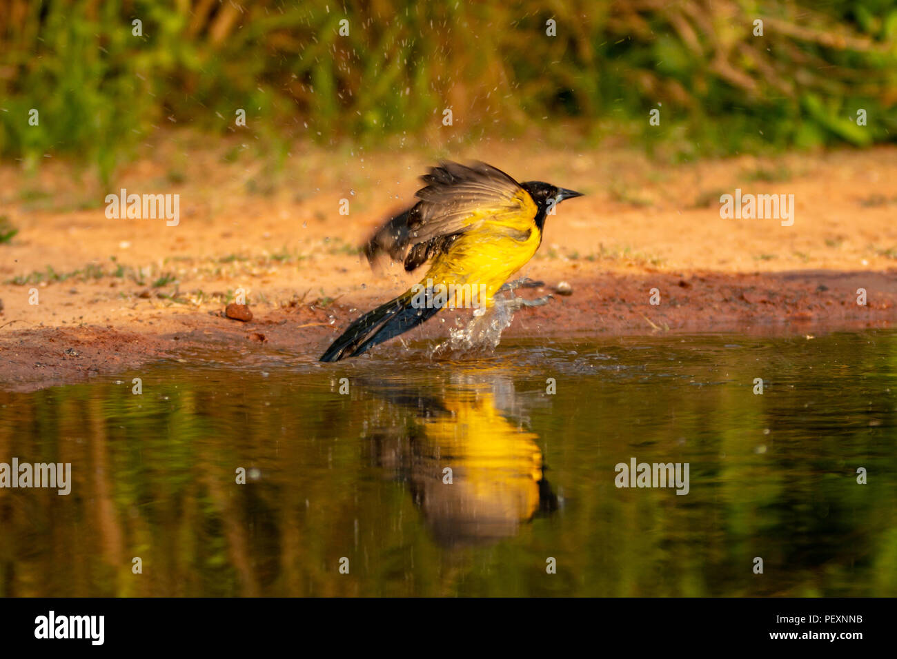 Audubons Rigogolo prendendo un bagno a sud del Texas stagno Foto Stock