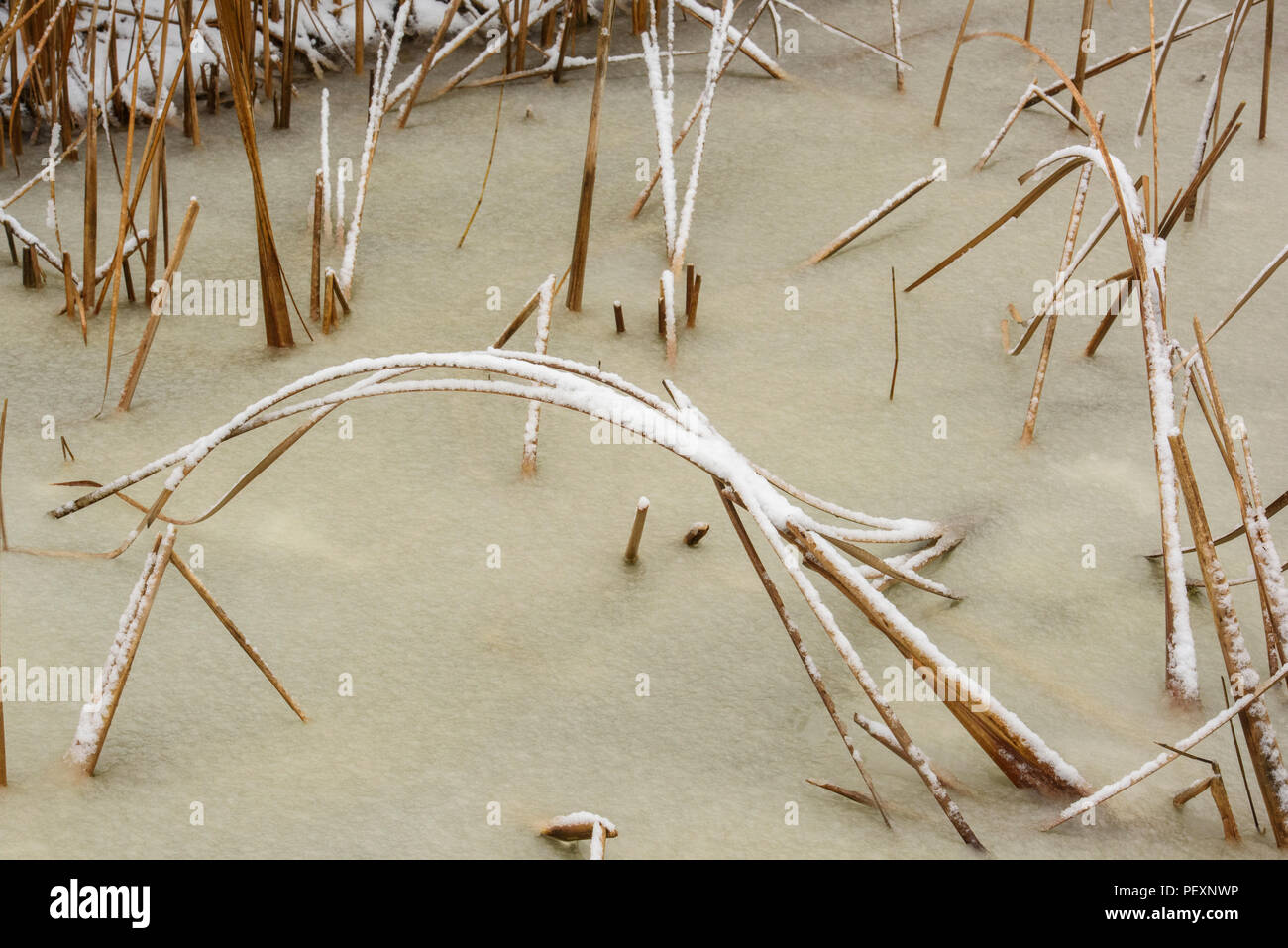 Viscido neve e wetland cattails, Rovere Amaca Marsh, Stonewall, Manitoba, Canada Foto Stock