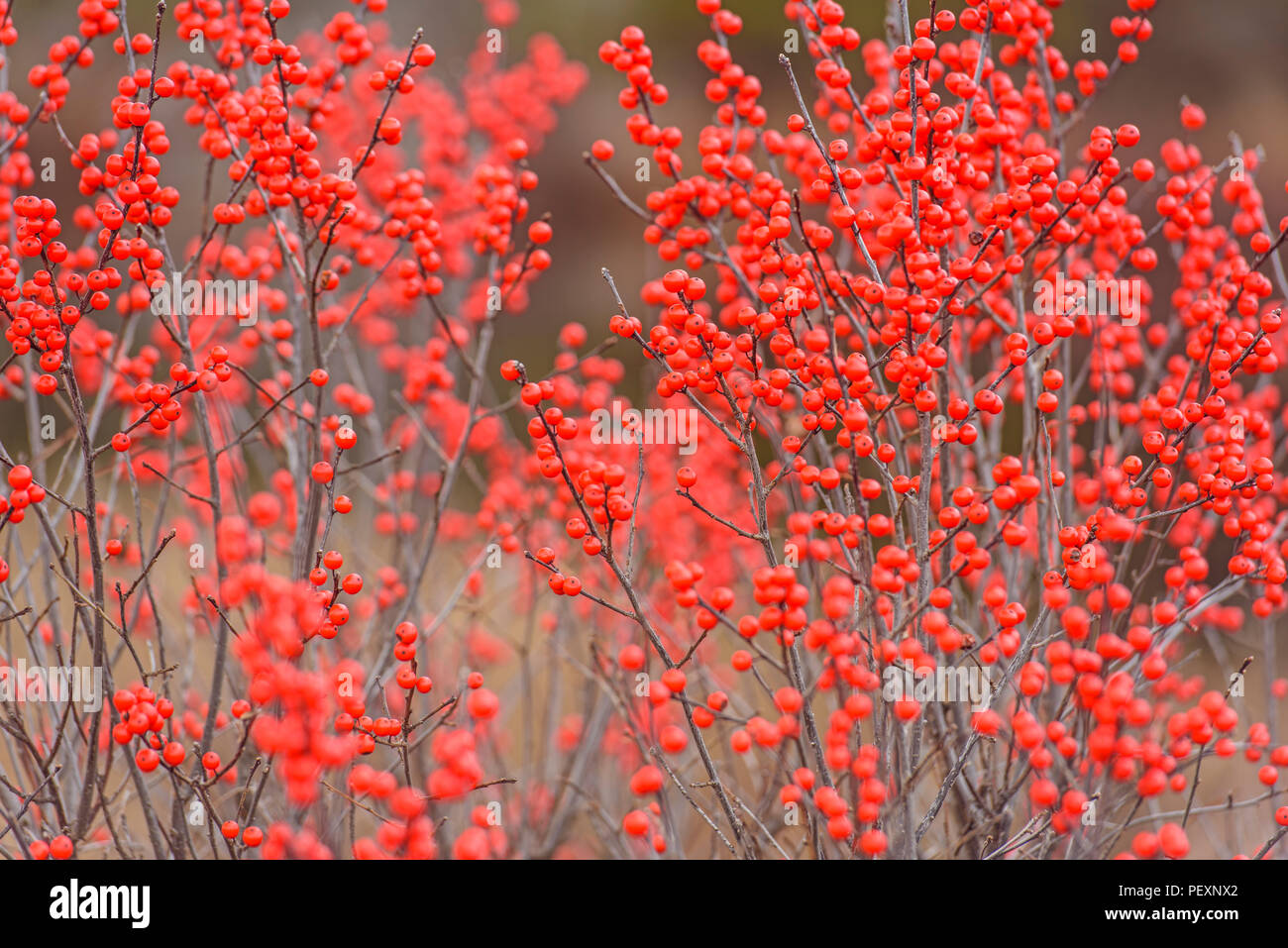 Zone umide in autunno con Highbush mirtillo (Viburnum trilobum), Alger County, Michigan, Stati Uniti d'America Foto Stock