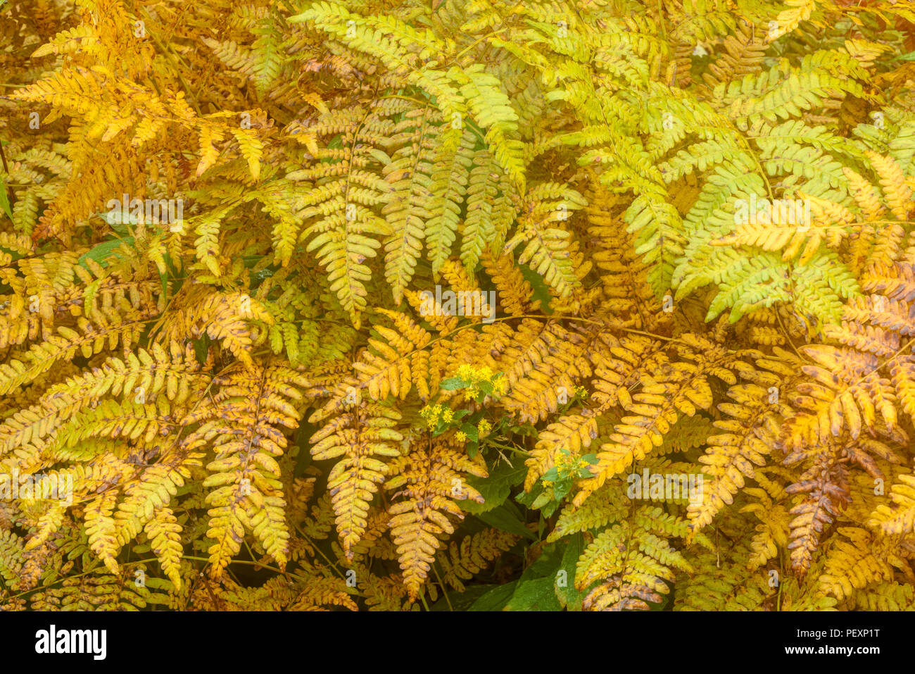 Tarda estate Bracken fern (Pteridium aquilinum), maggiore Sudbury, Ontario, Canada Foto Stock