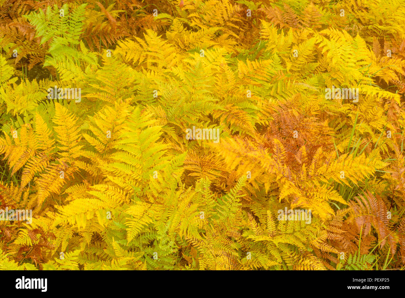 Tarda estate Bracken fern (Pteridium aquilinum), maggiore Sudbury, Ontario, Canada Foto Stock