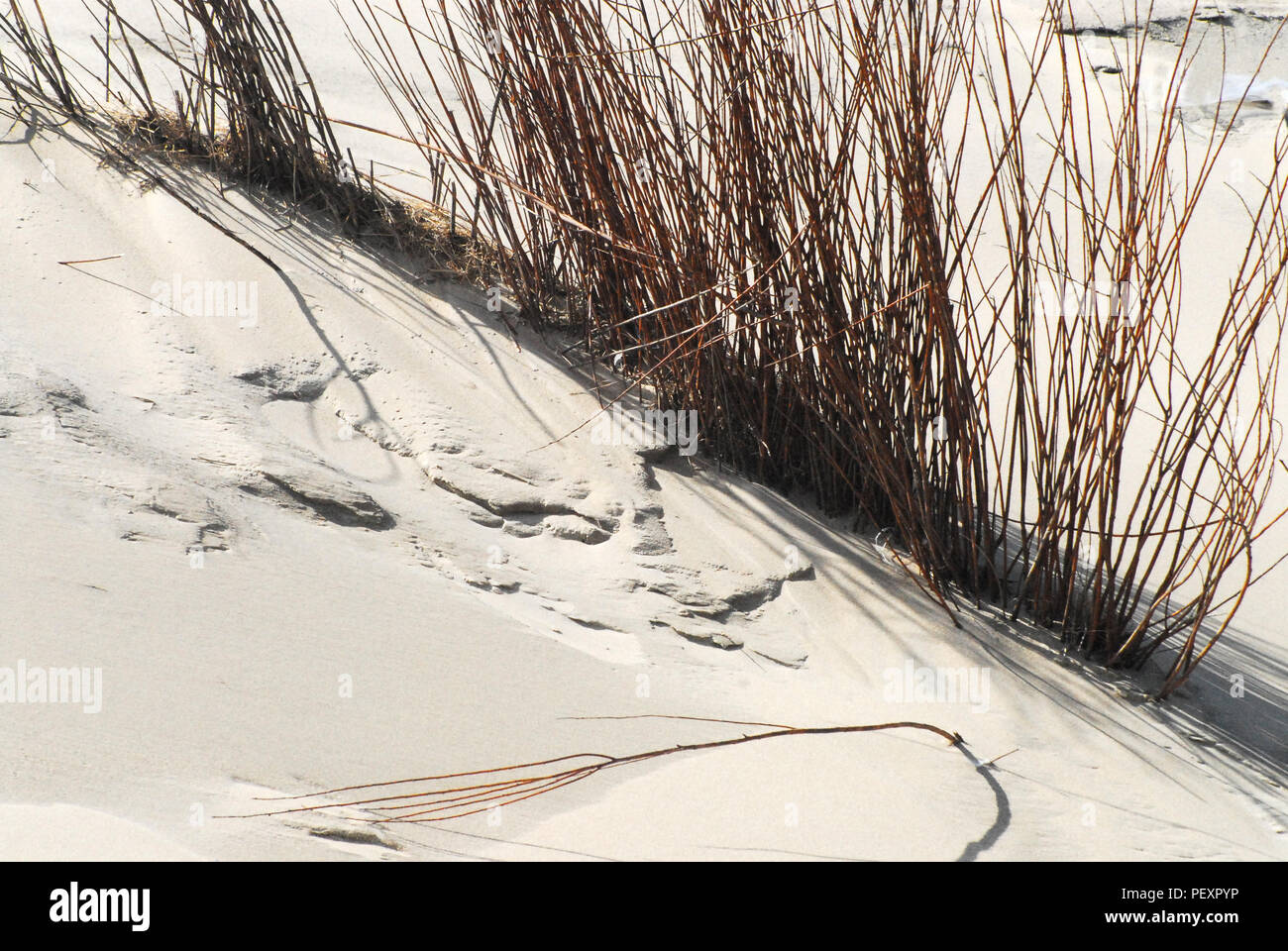 In contrasto colori e texture di sabbia e mare rosso erba su una spiaggia sul isola di Texel nei Paesi Bassi creano un contesto unico o uno sfondo Foto Stock