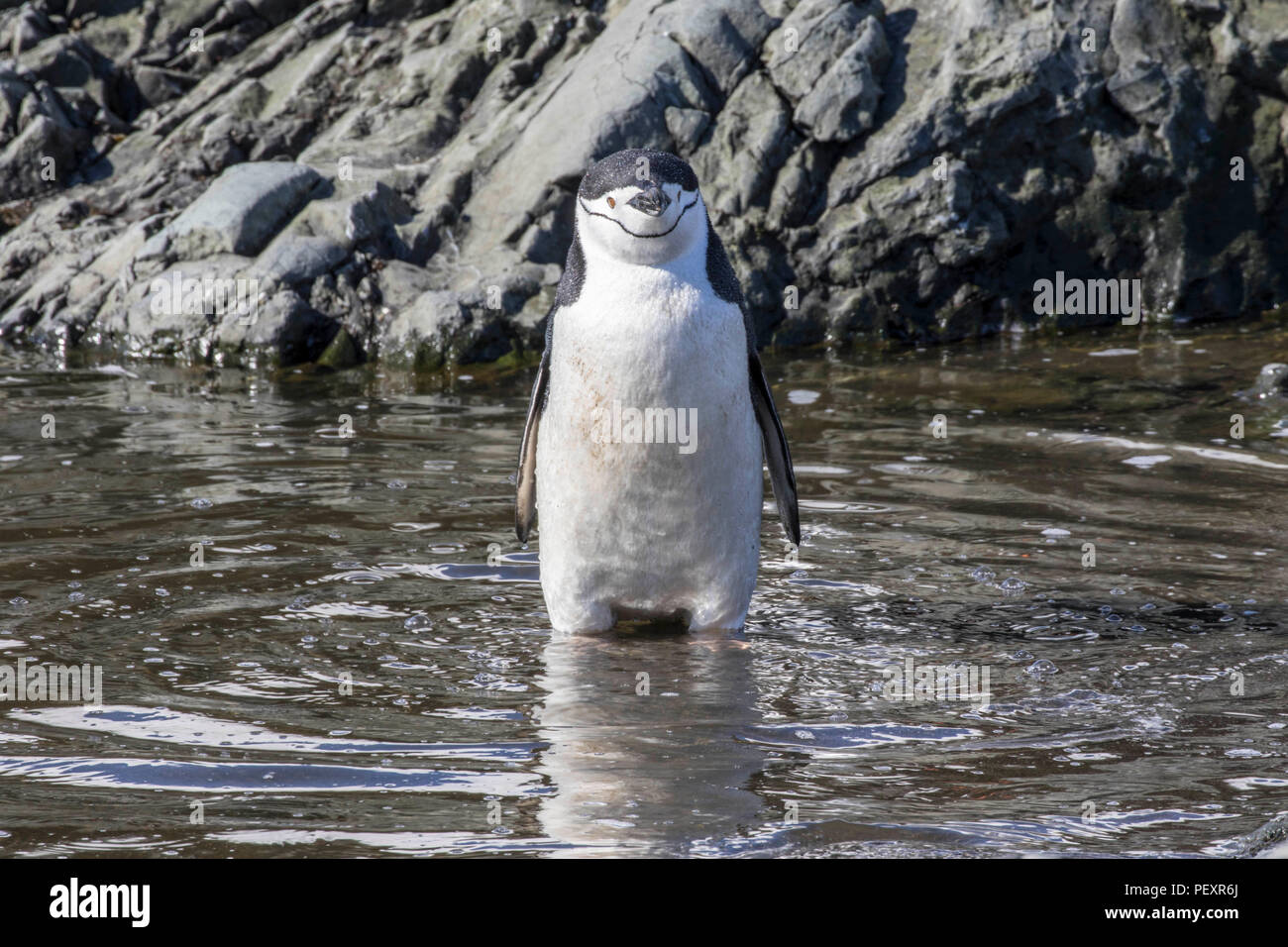 Pinguini Chinstrap rookery a sud le isole Shetland Foto Stock