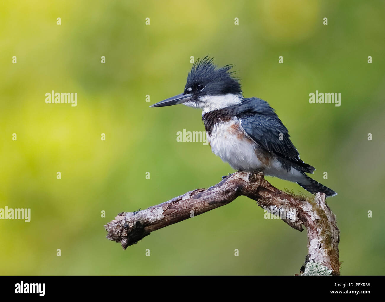 I capretti Belted Kingfisher (Megaceryle alcyon) appollaiato su un ramo di morti che si affaccia su un fiume - Ontario, Canada Foto Stock