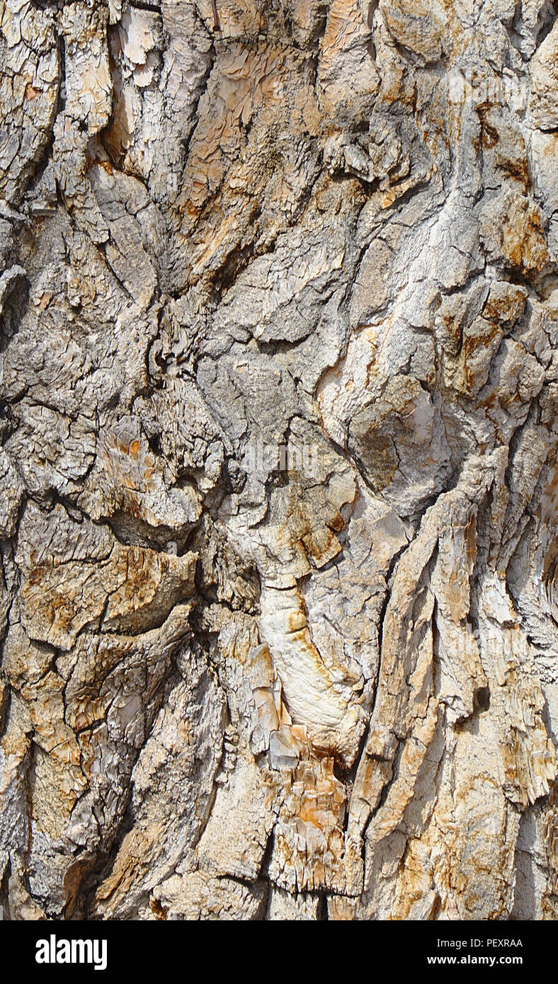 Corteccia su un antico albero di pioppi neri americani Foto Stock