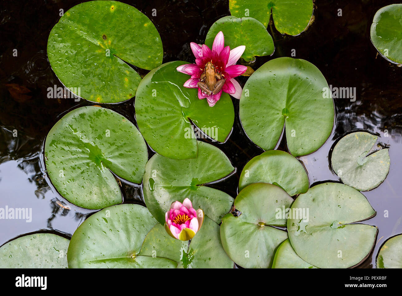 Pacific Chorus Raganella seduto su acqua di rosa fiore di giglio igarden backyard pond antenna vista superiore Foto Stock