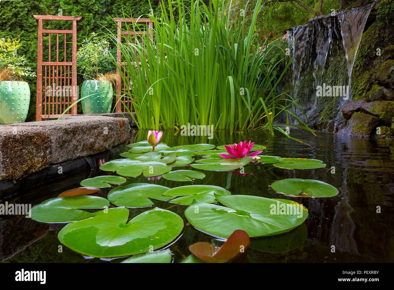 Nel cortile del laghetto in giardino con cascata ninfee trellis iris e il contenitore dei vasi con le piante Foto Stock