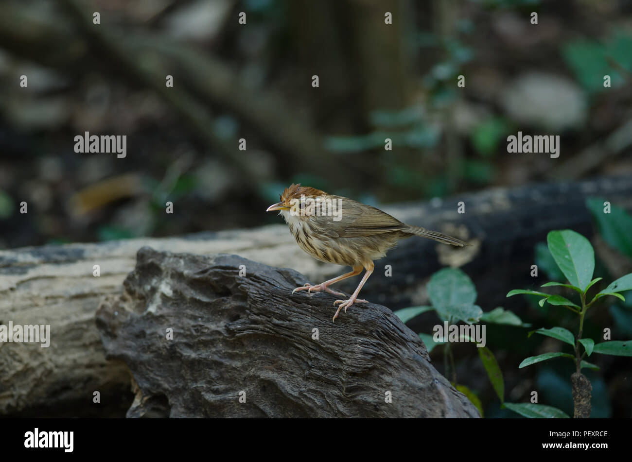 Puff-throated Babbler nella foresta tropicale (Pellorneum ruficeps) Foto Stock
