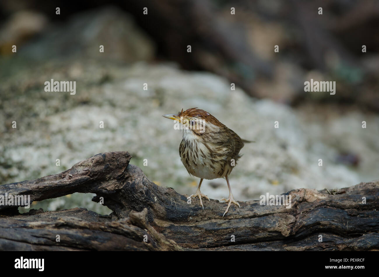 Puff-throated Babbler nella foresta tropicale (Pellorneum ruficeps) Foto Stock