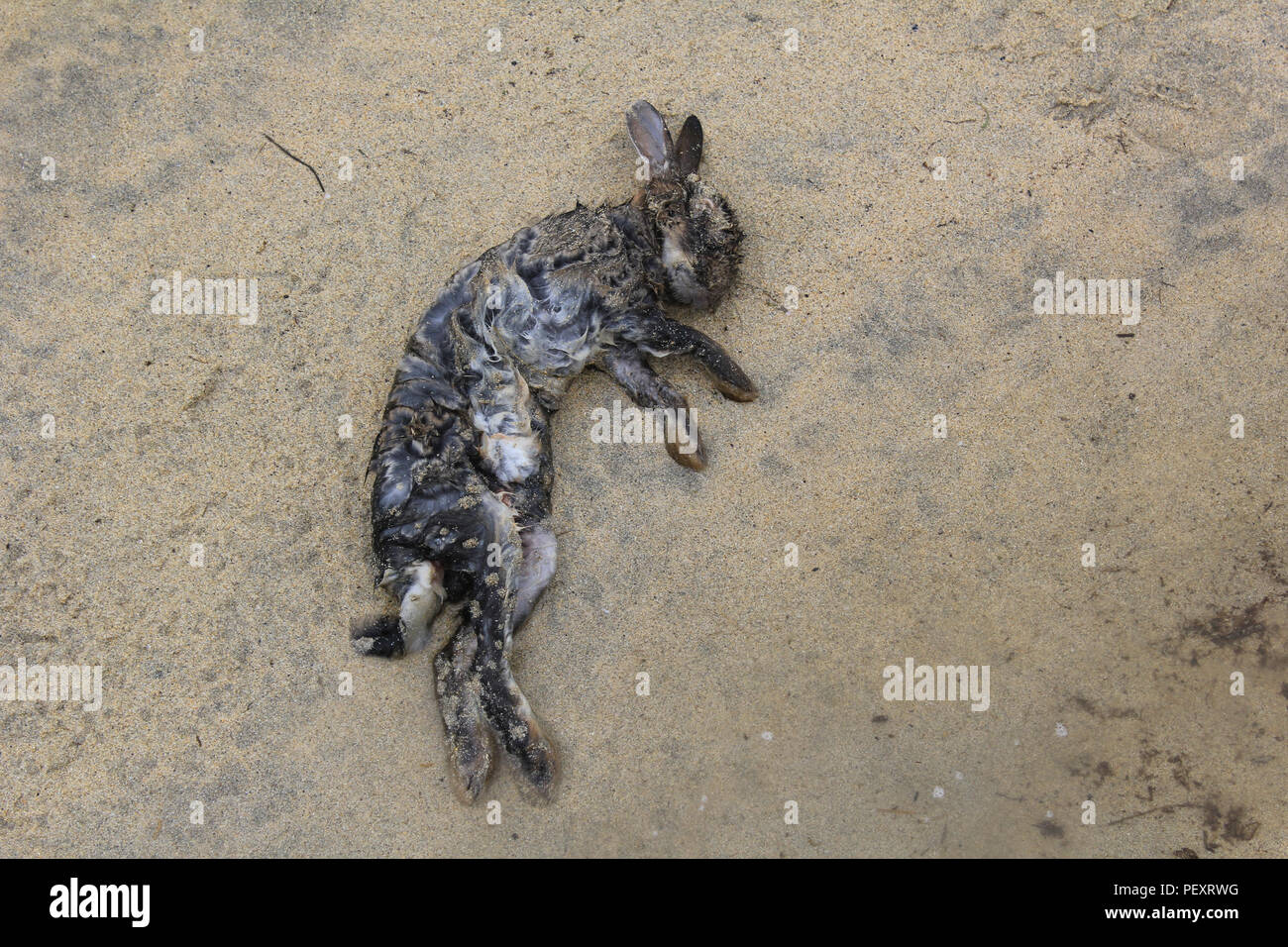 Coniglio morto su Harris e lewis Foto Stock