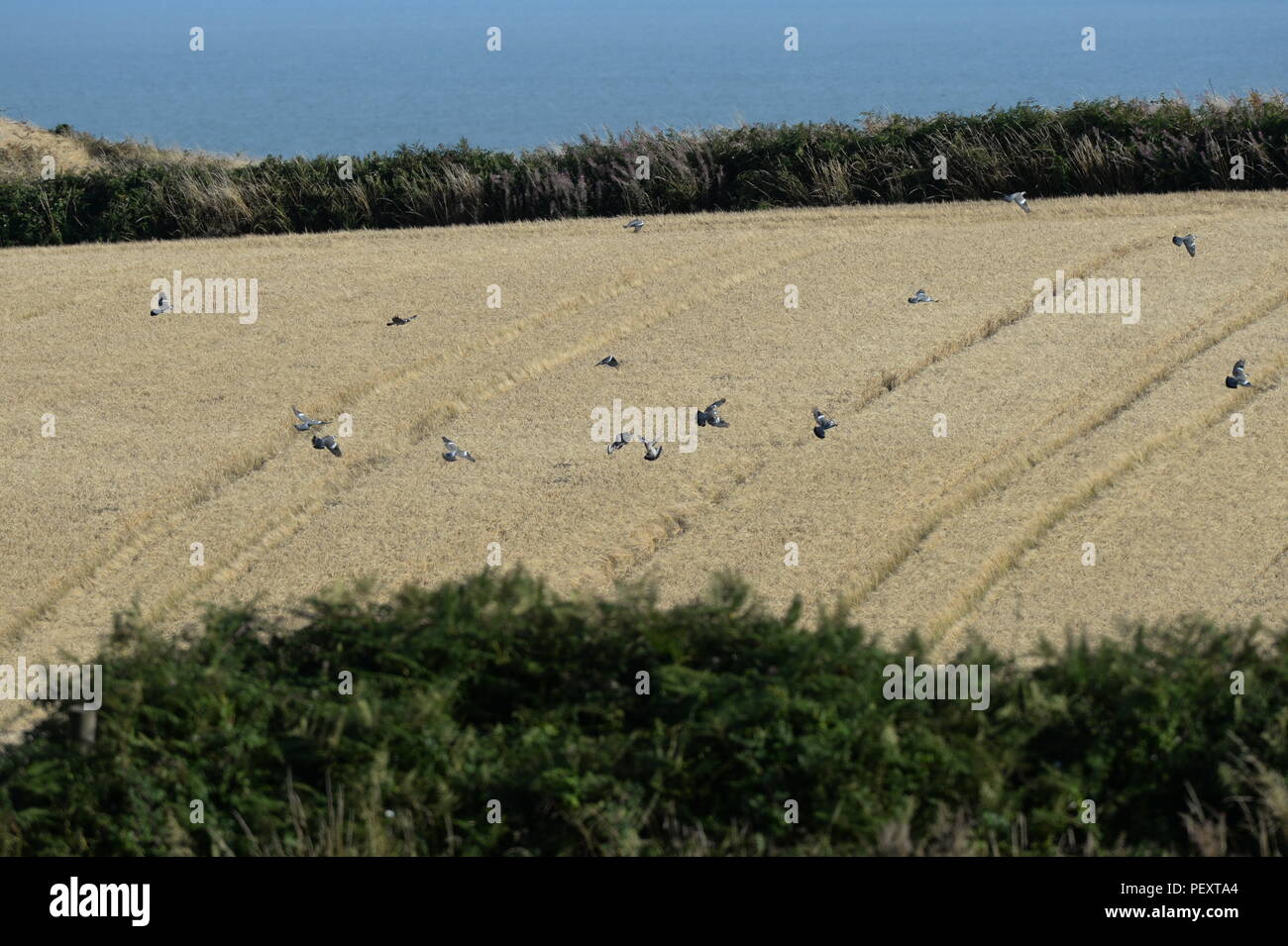 Piccioni avanzamento sul grano maturo Foto Stock