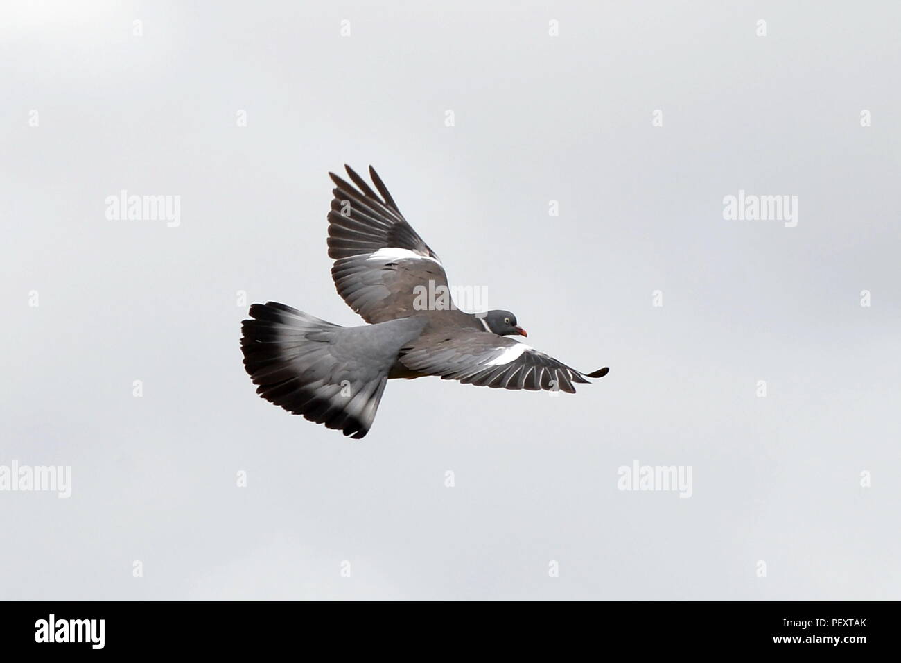 Colombaccio in volo Foto Stock