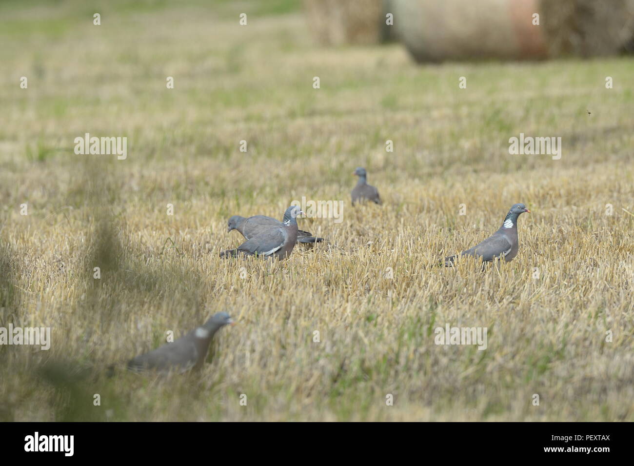 Stormo di piccioni alimentando il grano in un campo di raccolta Foto Stock