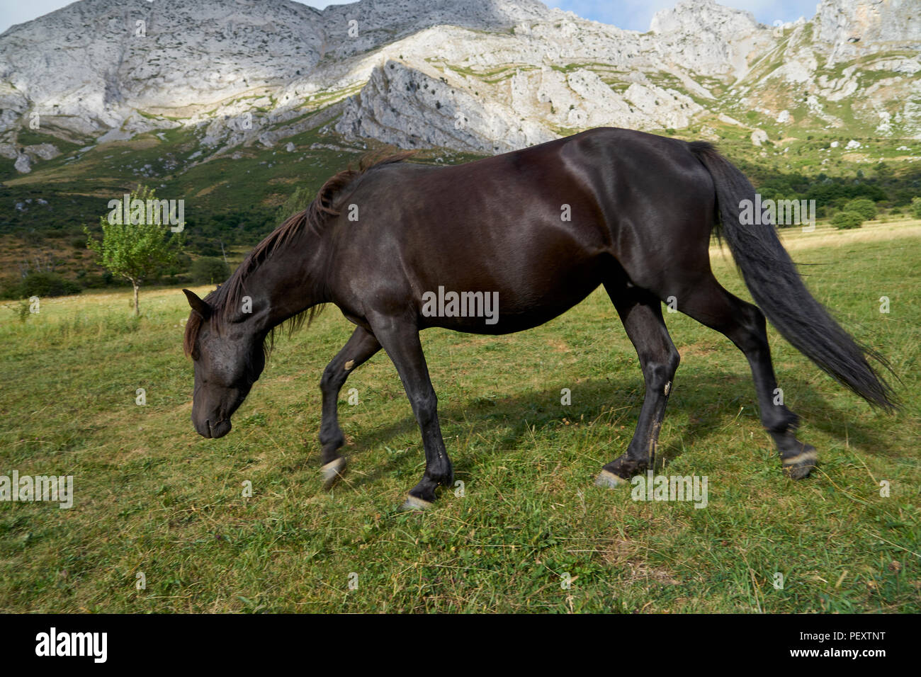 Pottoka, dell'Europa cavalli selvaggi, reintroduzione per ripristino ecologico e rewilding nel nord della Spagna Foto Stock