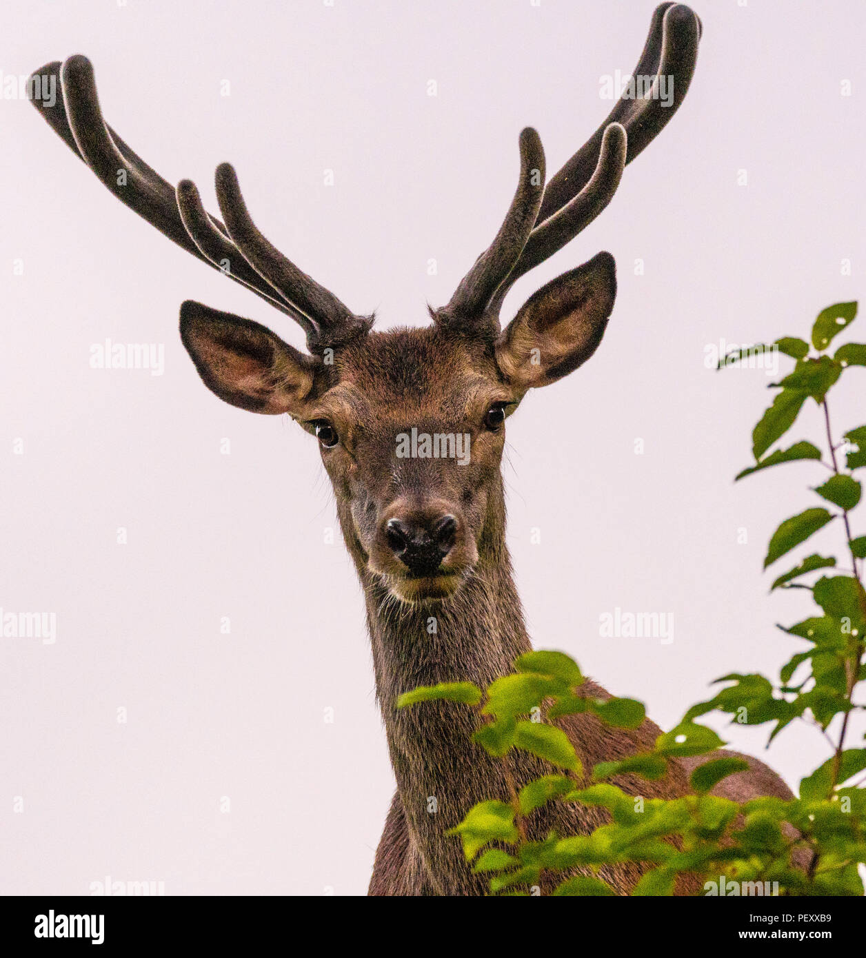 Maschio dei cervi rossi Foto Stock