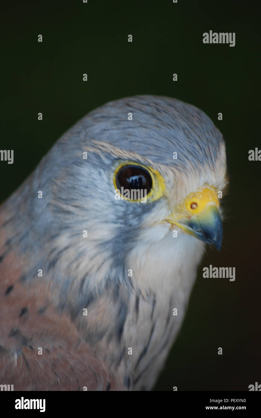 Piuttosto rapace con belle piume e gli occhi Foto Stock