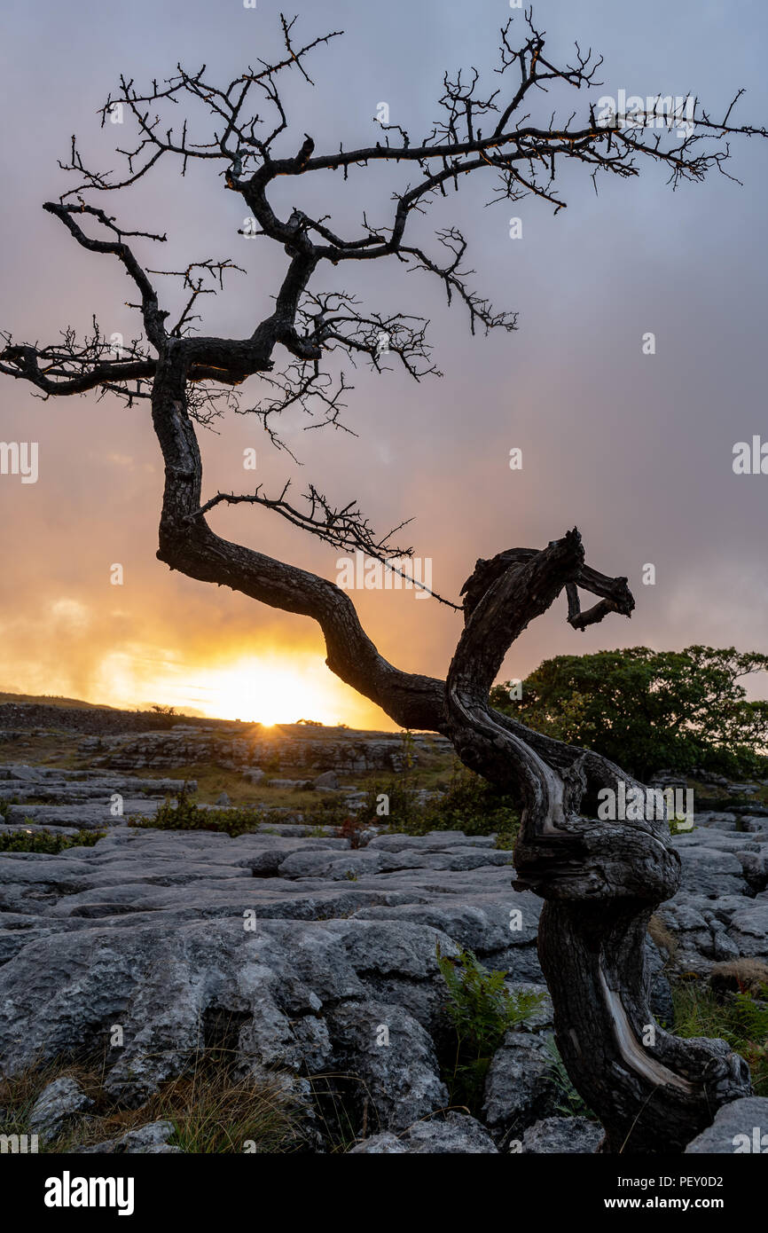 Tramonto con tree silhouette contro il calcare sullo sfondo di pavimentazione Foto Stock