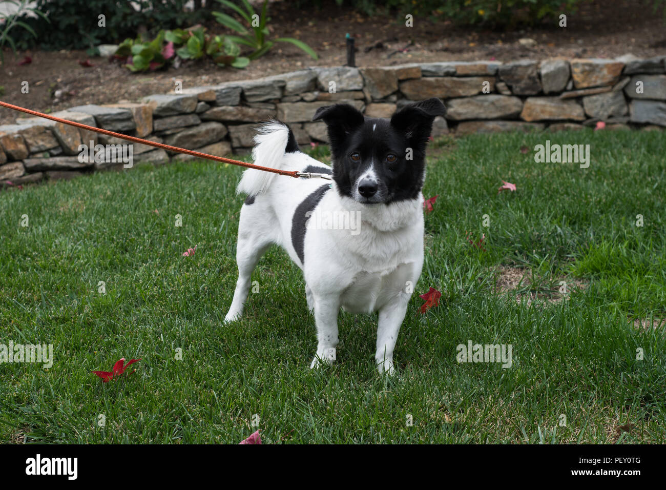 Un piccolo bianco e il cane nero con un floppy di orecchie e coda arricciata al guinzaglio in piedi sull'erba. Foto Stock