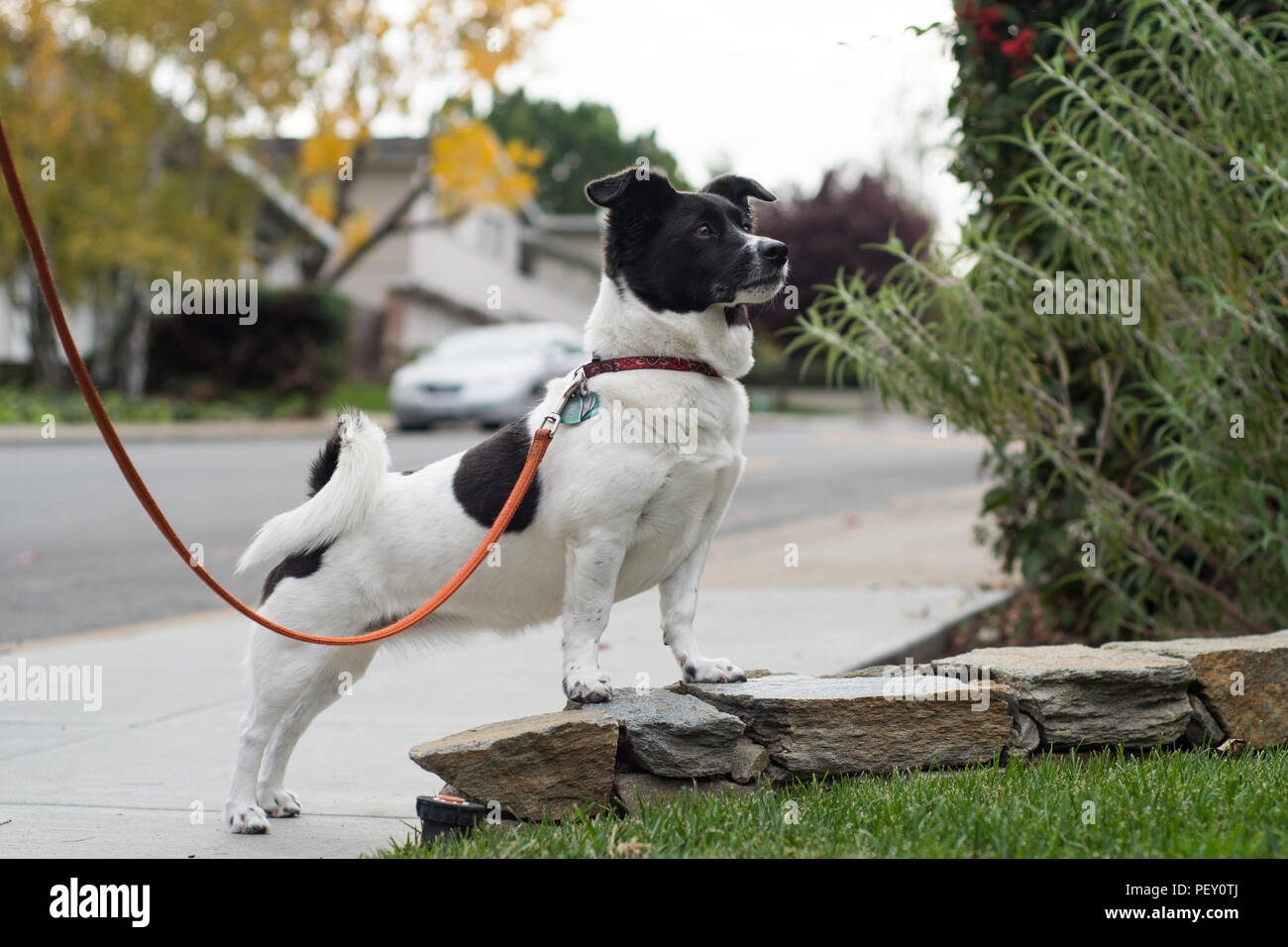 Un piccolo bianco e il cane nero con un floppy di orecchie e coda arricciata al guinzaglio in una drammatica pongono lungo un marciapiede. Foto Stock