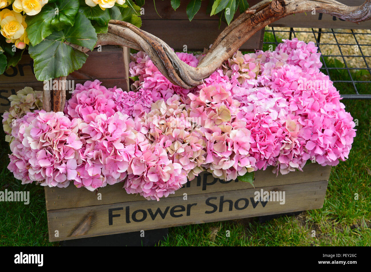 Ortensia le teste dei fiori visualizzati in una casella wooen Foto Stock