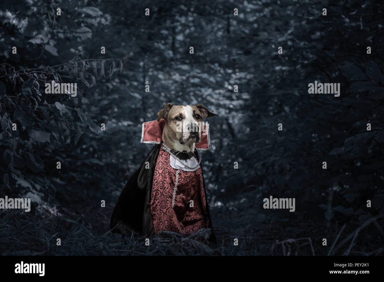 Funny dog vestite per halloween come dracula vampiro nel buio della foresta al chiaro di luna. Carino grave staffordshire terrier puppy in costume di scary vampiro in Foto Stock