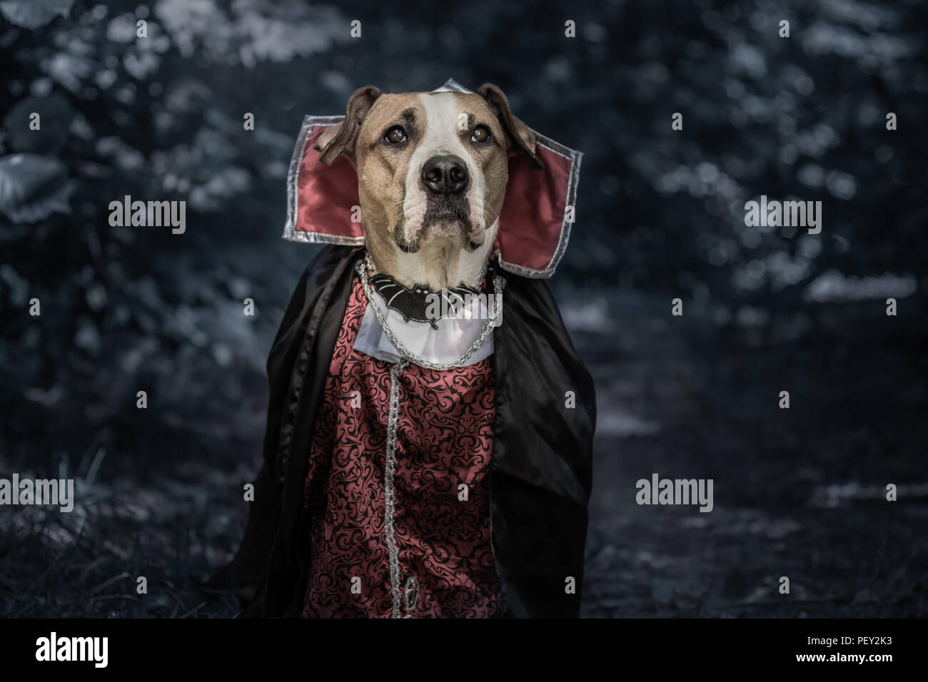 Ritratto di cane divertenti vestite per halloween come dracula vampiro nel buio della foresta al chiaro di luna. Carino grave staffordshire terrier puppy in costume di paura Foto Stock