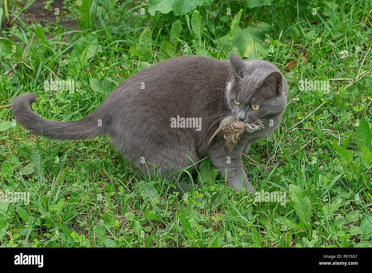 Grigio gatto domestico le catture sparrow. Essa detiene uccello morto nella sua ganascia. Foto Stock