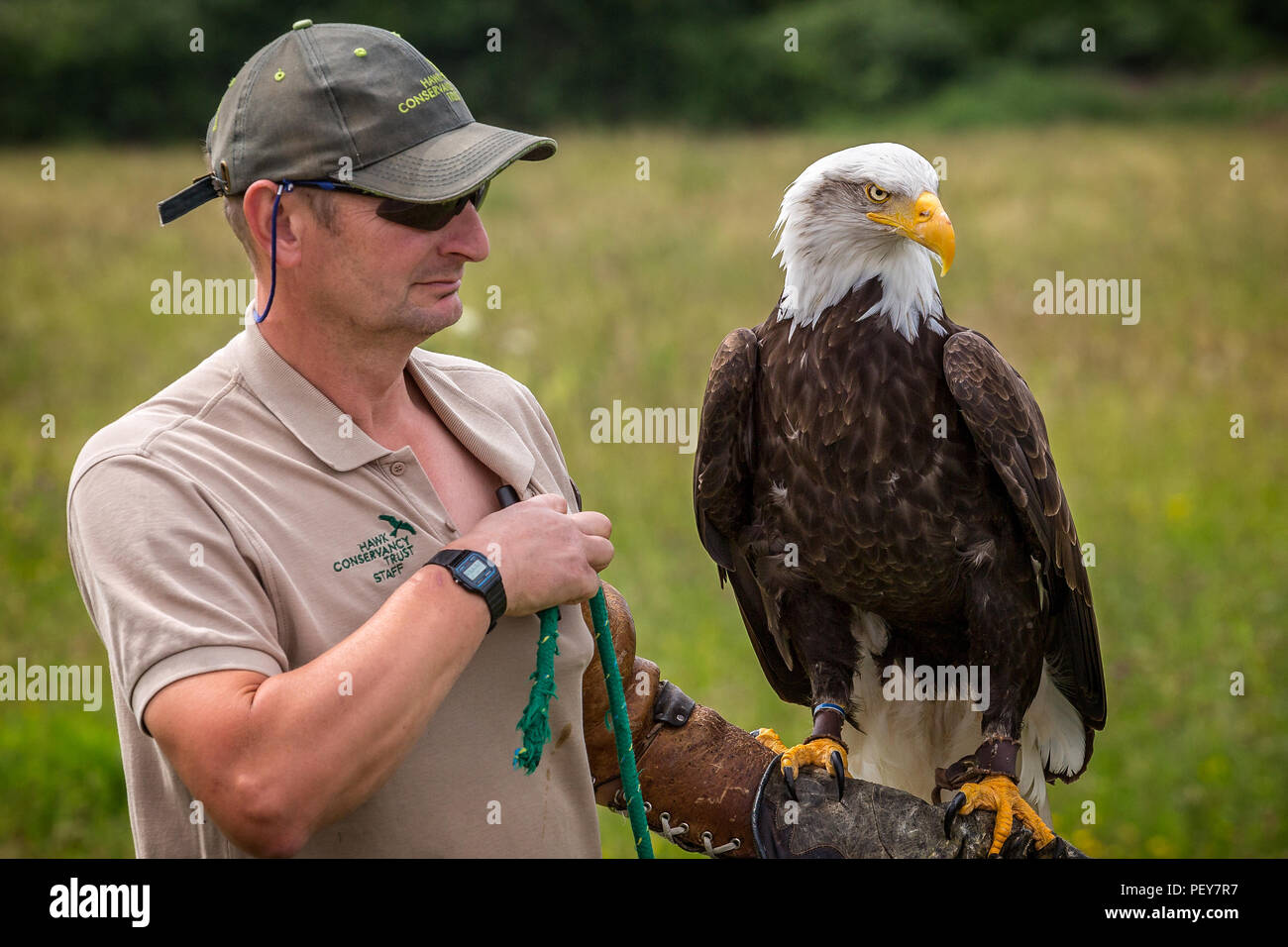 Adulto aquila calva sul braccio del detentore al Hawk Conservancy, Andover, Hampshire, Regno Unito adottate il 27 giugno 2013 Foto Stock