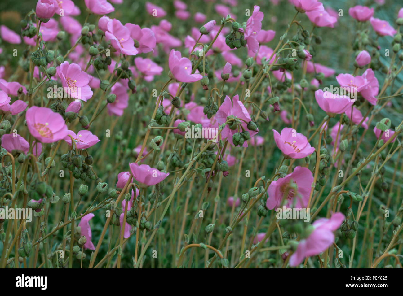 Rosa Campo di papavero in fiore nel nord della California Foto Stock
