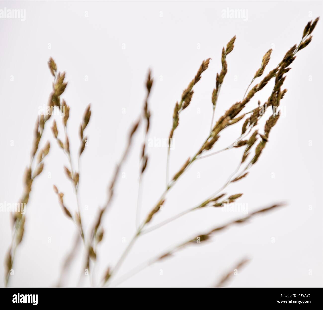 Erba selvatica silhouette messa a fuoco selettiva sfondo sfocato Foto Stock