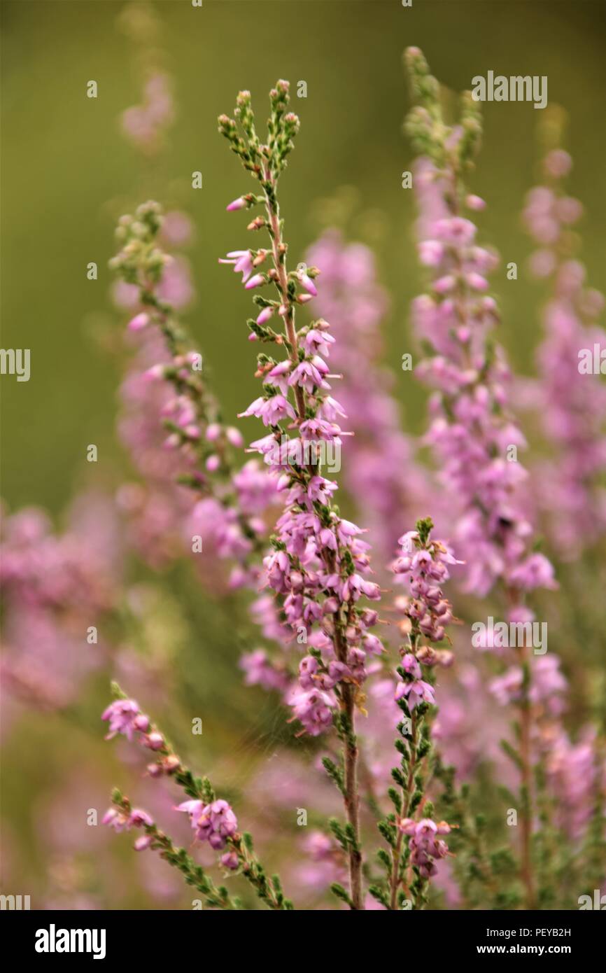 Fiore viola la boccola stretta fino il fuoco selettivo sfocato sfondo naturale Foto Stock