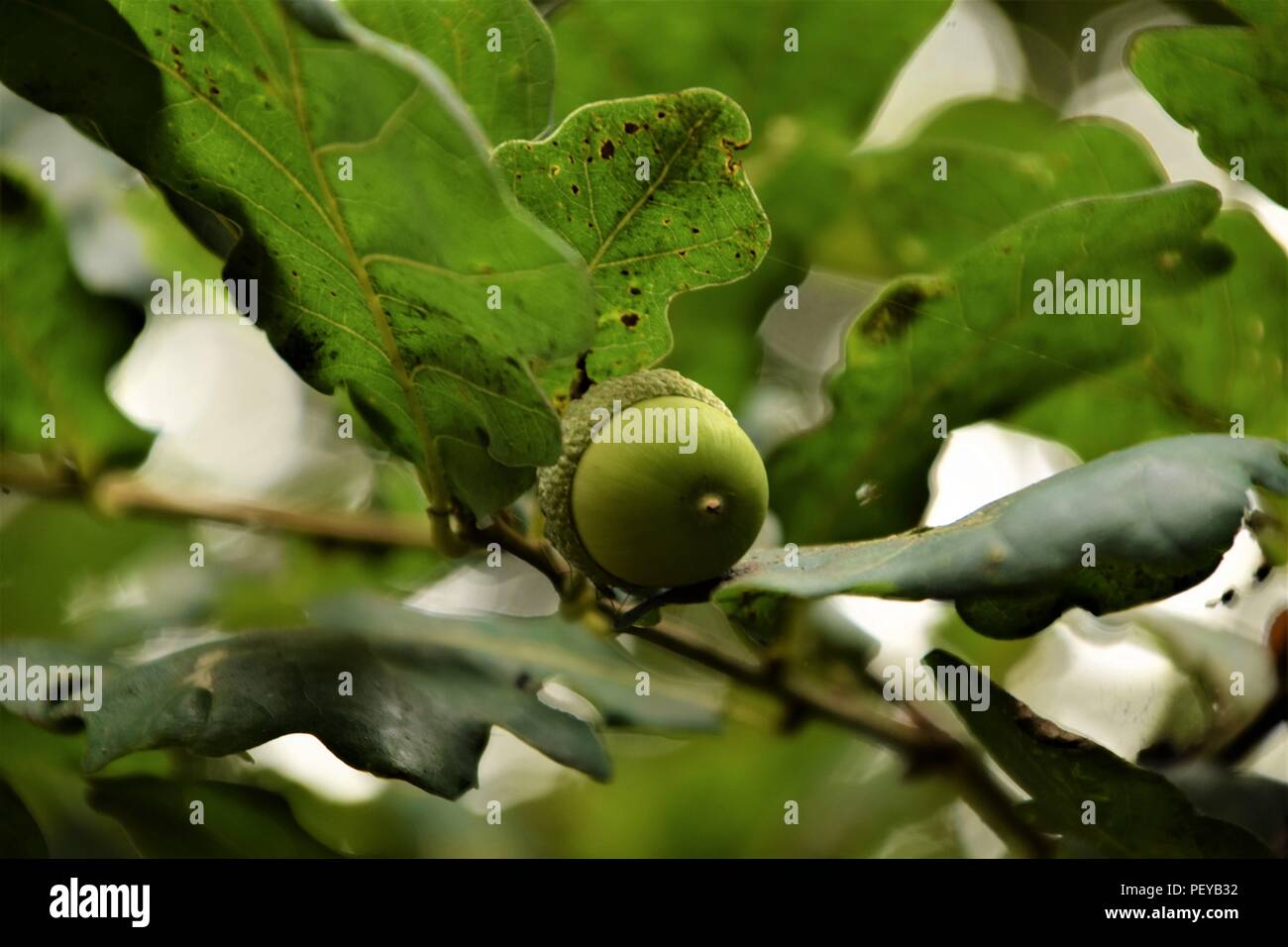 Ghiande di quercia close up fogliame verde messa a fuoco selettiva sfocato sfondo naturale Foto Stock