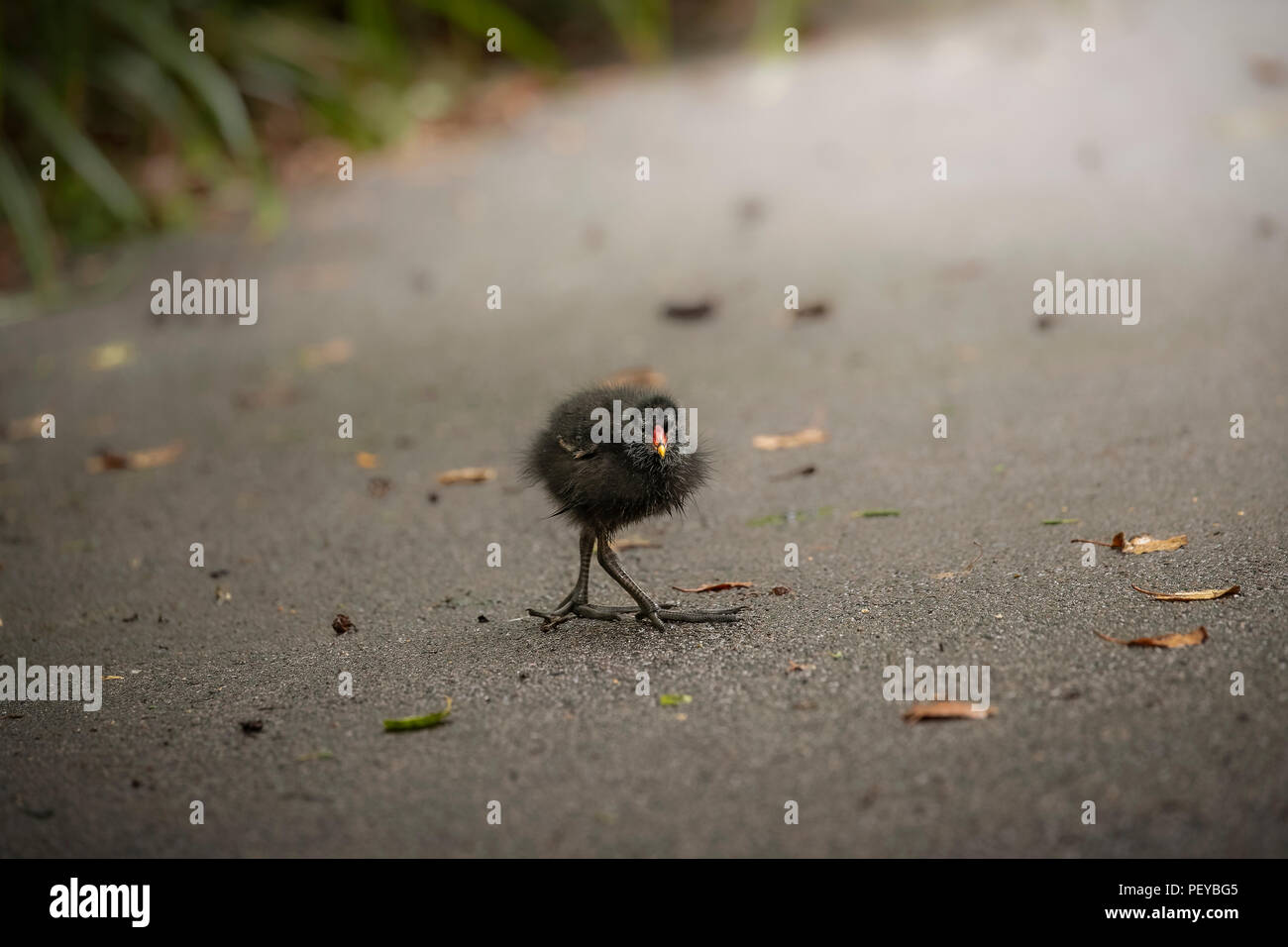 Baby Moorhen sul percorso Foto Stock