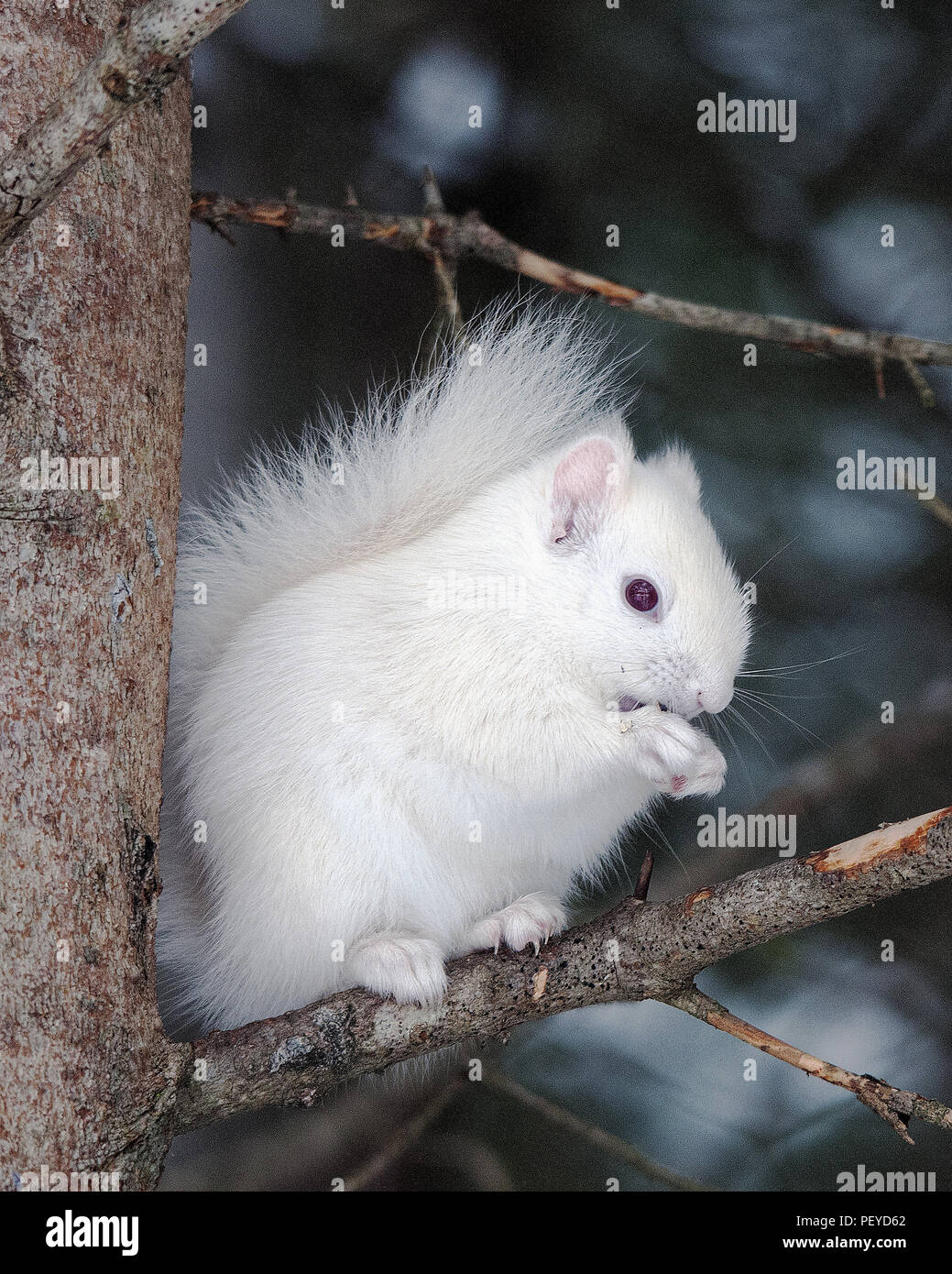Scoiattolo Albino seduto su un ramo di albero nella foresta e godendo le sue circostante ambiente e mangiare un dado. Foto Stock