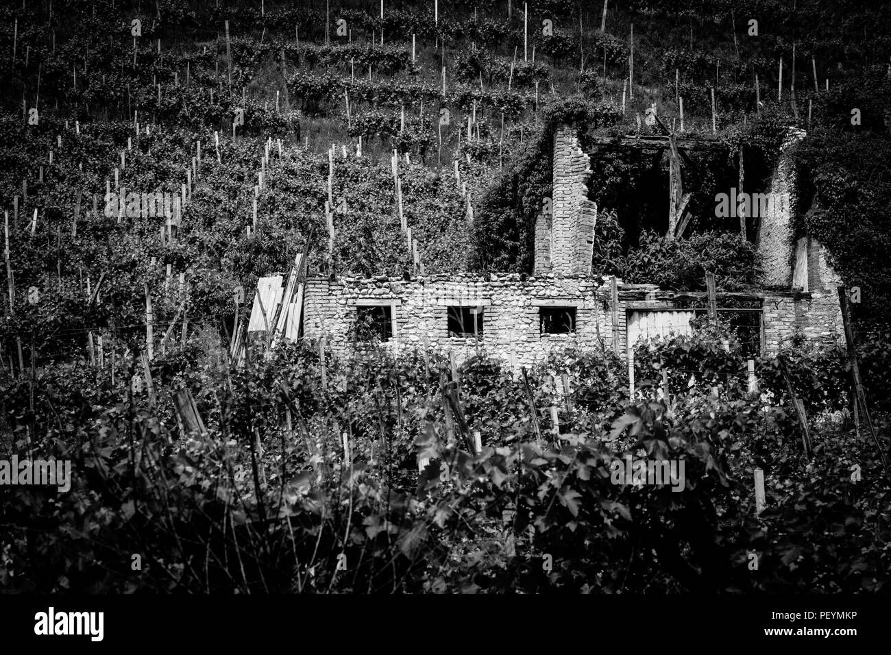 Il pittoresco paesaggio di vigneti attorno alla città di Valdobbiadene vitigno regione, Italia Foto Stock