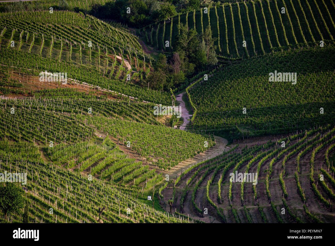 Il pittoresco paesaggio di vigneti attorno alla città di Valdobbiadene vitigno regione, Italia Foto Stock