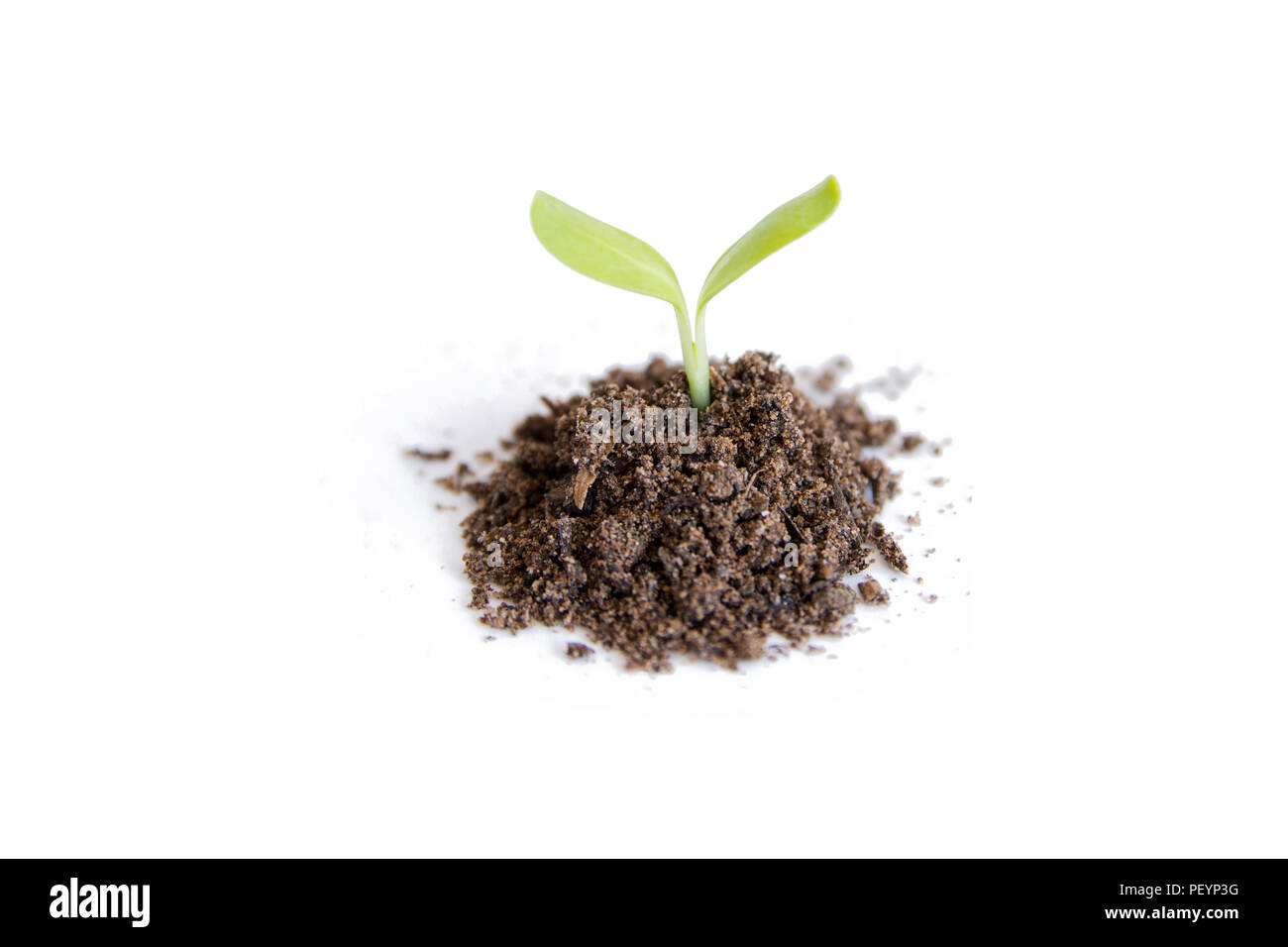 Verde di germogli di semi di girasole crescente isolato su sfondo bianco con tracciato di ritaglio Foto Stock