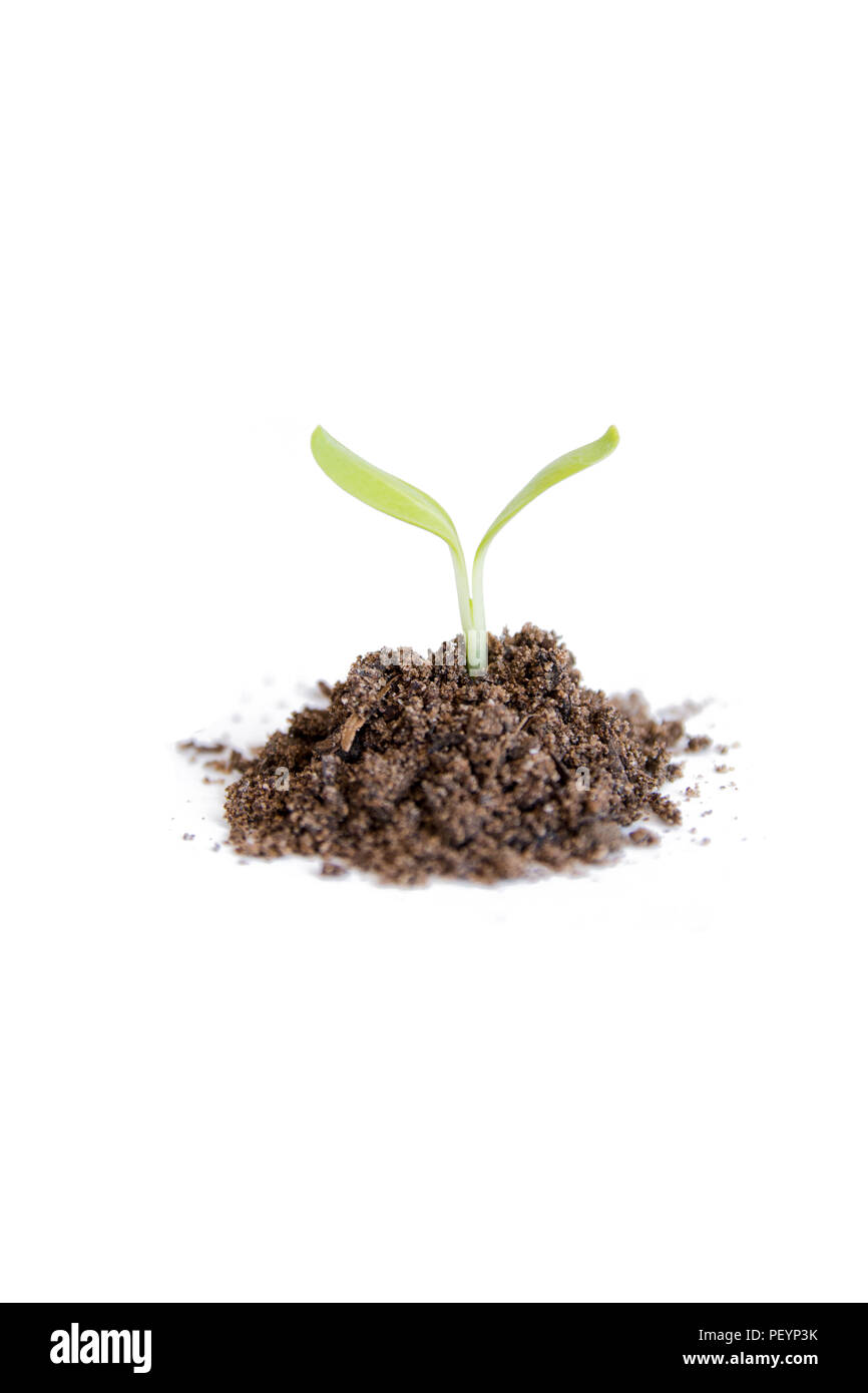 Verde di germogli di semi di girasole crescente isolato su sfondo bianco con tracciato di ritaglio Foto Stock