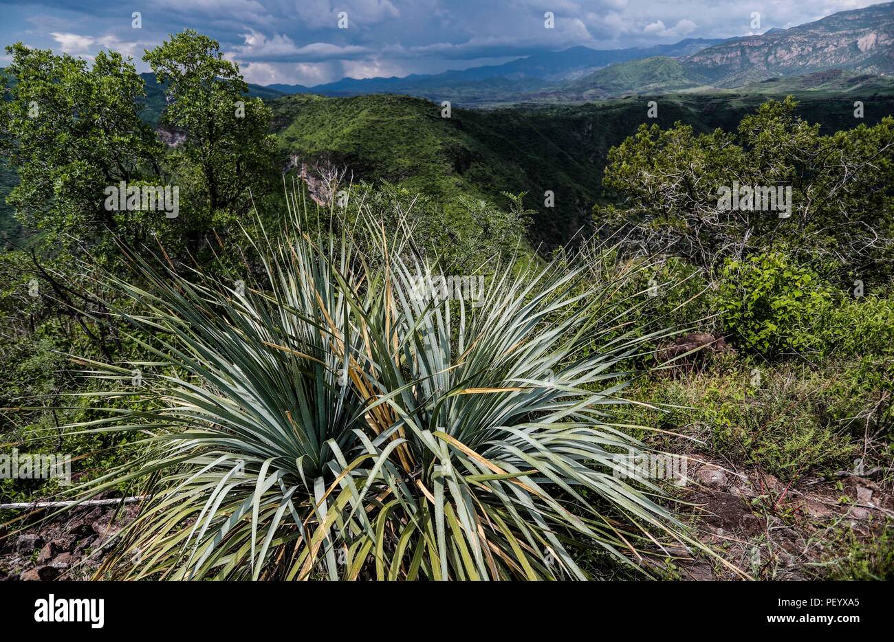 Impianto di maguey, agavue o agavaceae. Vista panoramica della Sierra Madre e le frazioni di Nacori Chico comune. (Foto: LuisGutierrez / NortePhoto.com) planta de maguey, agavue o agavaceae. Vista Panoramica de la Sierra Madre y los alrededores del municipio Nacori Chico. Expedición scoperta Madrense de GreaterGood ORG que recaba datos que sirven como información de referencia para entender mejor las Relaciones biológicas del Archipiélago Madrense y se usan para proteger y conservar las tierras vírgenes de las Islas Serranas Sonorenses. Expedición binacional aye une un col Foto Stock