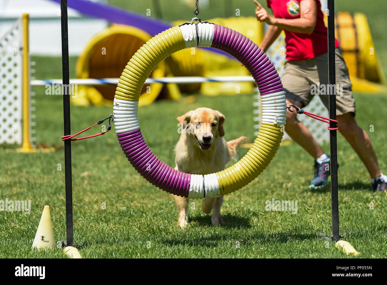 In California, Stati Uniti d'America. Il 17 agosto 2018. . Percorsi di agilità dog show a Mile Square Park in Fountain Valley, CA il 17 agosto 2018. Credito: Benjamin Ginsberg Credito: Benjamin Ginsberg/Alamy Live News Credito: Benjamin Ginsberg/Alamy Live News Foto Stock