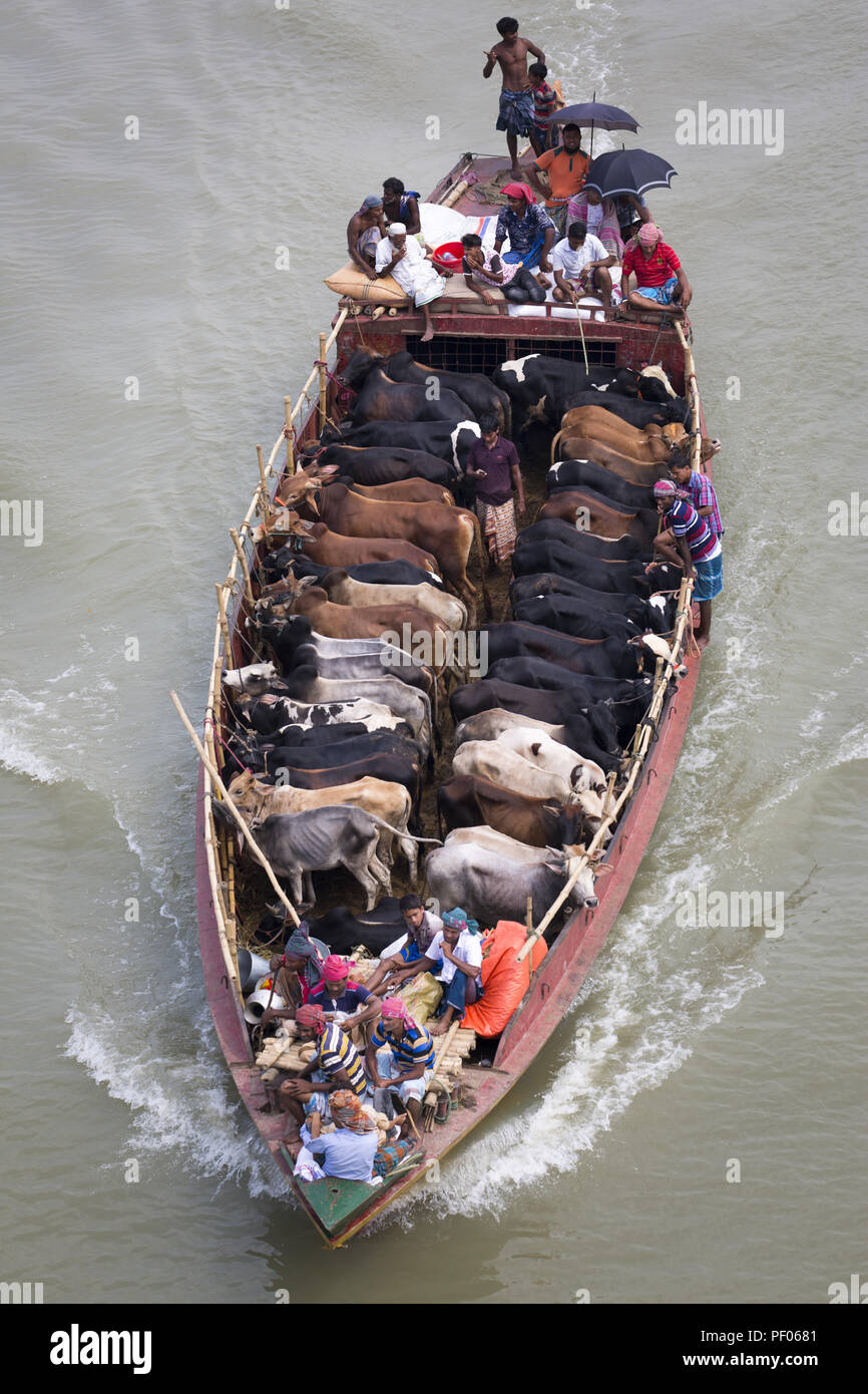 Dacca in Bangladesh. 18 Agosto, 2018. Dacca in Bangladesh - 18 agosto : venditori trasporto animali sacrificali su una barca al mercato del bestiame in anticipo di Eid-ul-Azha a Dhaka, nel Bangladesh il 18 agosto 2018.Bangladesh celebrerà l'Eid al-Adha è uno dei più grandi feste religiose del paese. Credito: Zakir Hossain Chowdhury/ZUMA filo/Alamy Live News Foto Stock