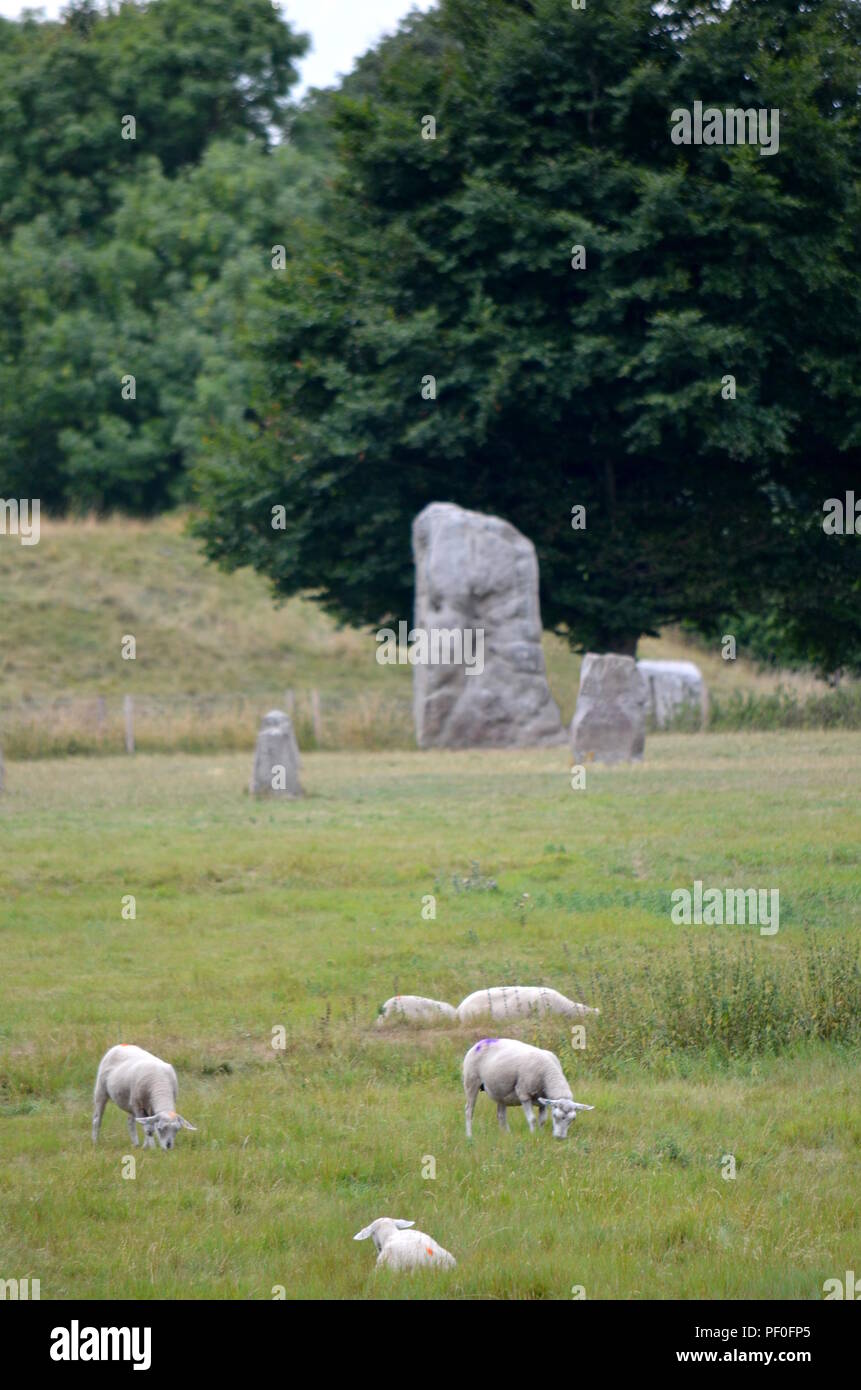 Pecore pascolano ad Avebury, un monumento contenente tre cerchi di pietre, intorno al villaggio di Avebury nel Wiltshire, nel sud-ovest Inghilterra. Foto Stock