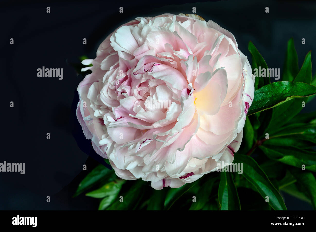 Bella dolce bianco-rosa peonia close up su uno sfondo nero isolato con foglie verdi. Fiori con petali delicati e delicato aroma. Concetto Foto Stock
