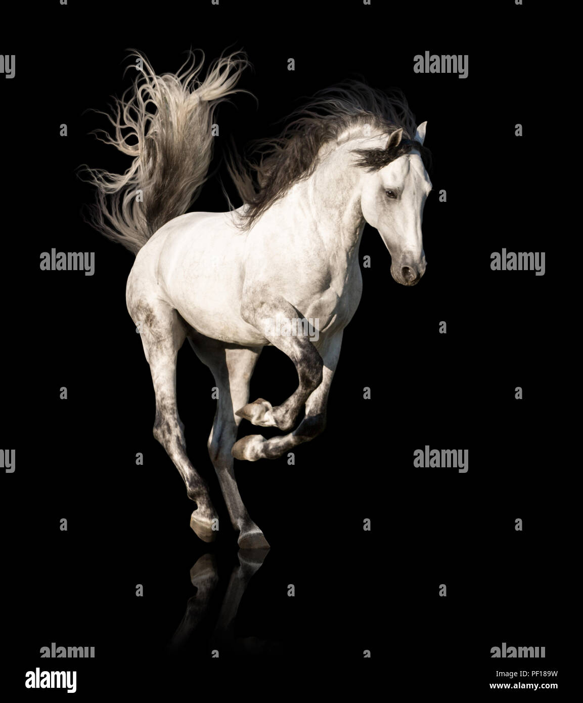 White Horse corre isolata su sfondo nero Foto Stock