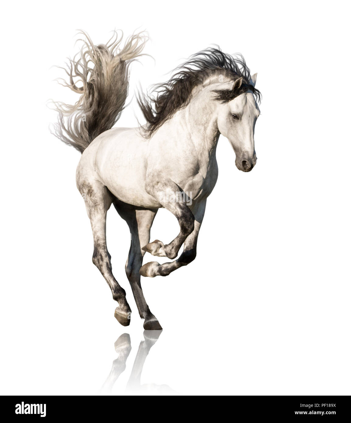 White Horse corre isolati su sfondo bianco Foto Stock