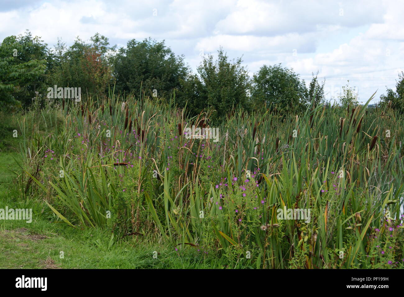 Lago per la pesca Foto Stock