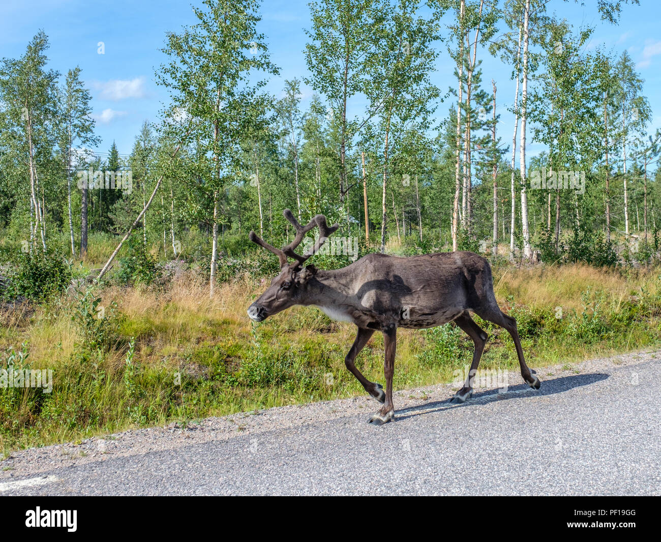 Renne sulla strada è una visione comune nel fiume Torne valley come qui vicino Kolari nel nord della Finlandia Foto Stock