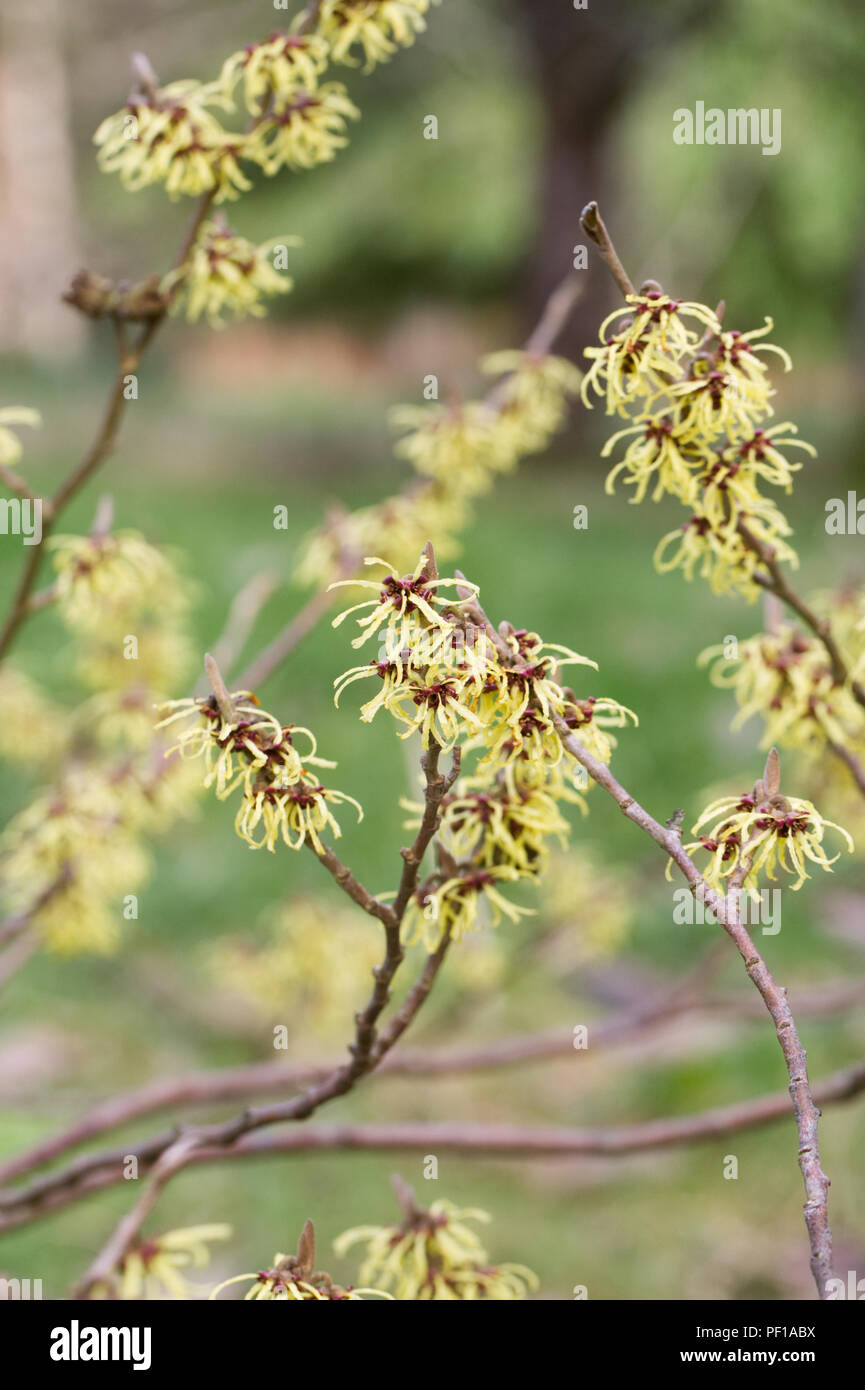 Hamamelis × intermedia 'Savill Starlight' Fiori. Foto Stock